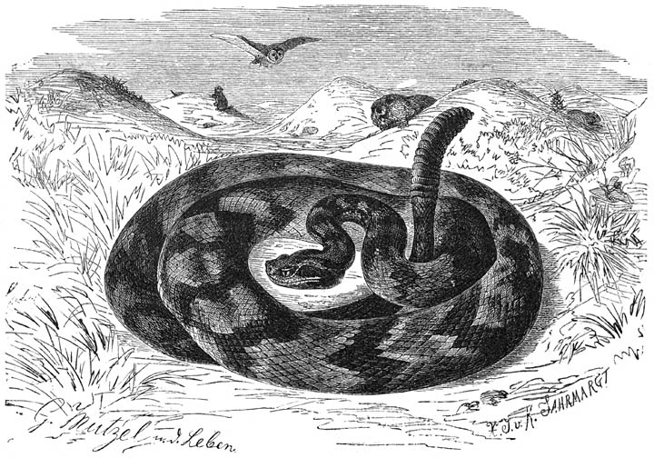 Ratelslang (Crotalus durissus). ¼ v. d. ware grootte.