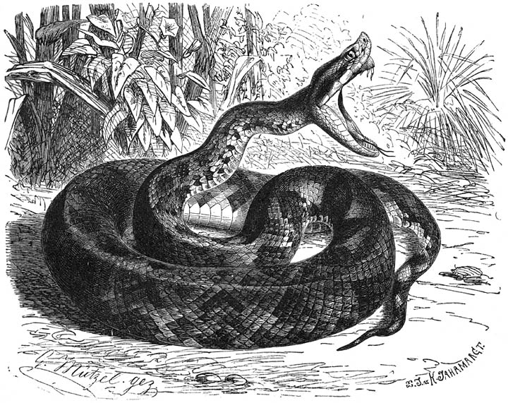 Lanskopslang (Trimeresurus lanceolatus). ⅙ v. d. ware grootte.