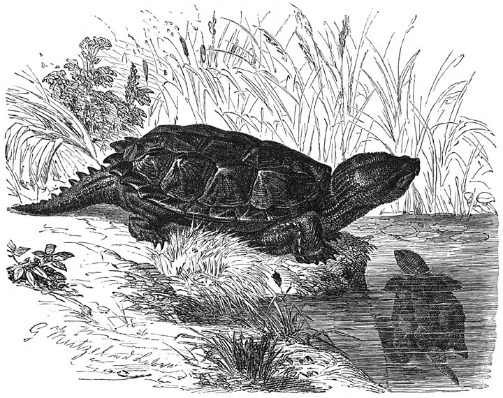 Bijtschildpad (Chelydra serpentina). 1/12 v. d. ware grootte.