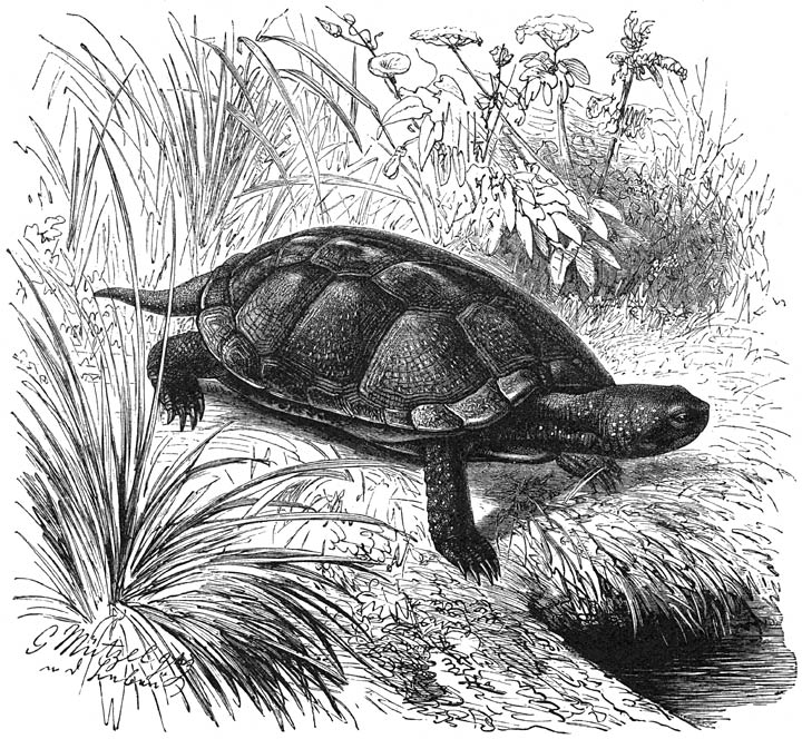 Europeesche Zoetwaterschildpad (Emys orbicularis). ⅖ v. d. ware grootte.