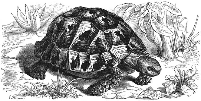 Grieksche Schildpad (Testudo graeca). ⅓ v. d. ware grootte.