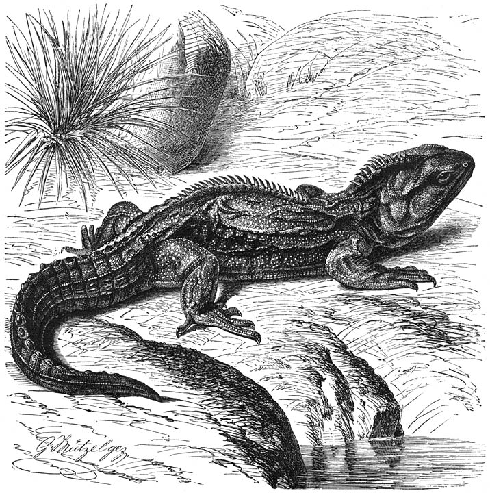 Bruggenkophagedis (Sphenodon punctatus). ¼ v. d. ware grootte.