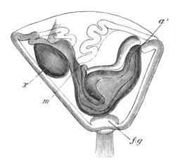 Cyphonautes (larva of Membranipora)