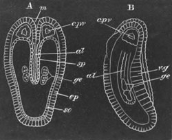 Late embryo of Sagitta