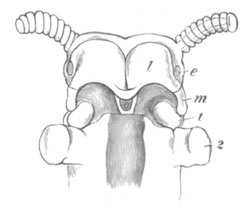 head of an embryo of Peripatus capensis