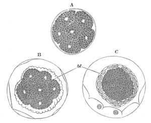 Illustration: Figure 204