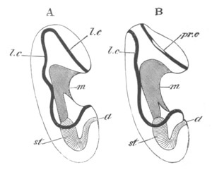 Illustration: Figure 223