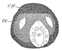 Illustration: Figure 239