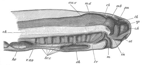 Illustration: Figure 310