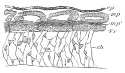 Illustration: Figure 313