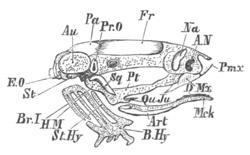 Illustration: Figure 330