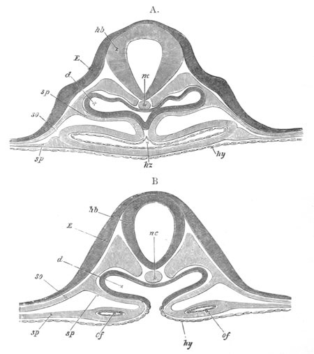 Illustration: Figure 359