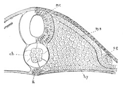 Illustration: Figure 396