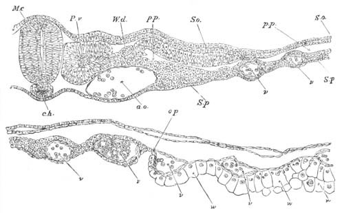 Illustration: Figure 401