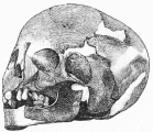 No. 153. Skull of a Woman, found near some gold ornaments in the Lowest Stratum (13 M.).