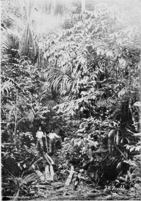 VEGETATION ON THE PERUVIAN AMAZON.  To face p. 74.