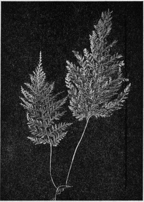 Trichomanes radicans. The Bristle Fern.