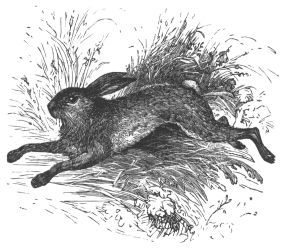 running hare