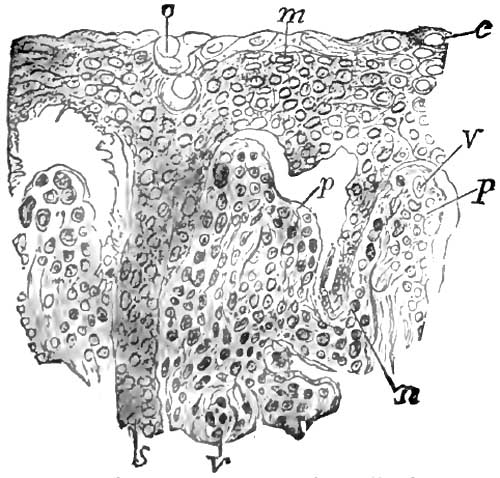 Section of the rete mucosum and papillæ from the    same case of pemphigus as Fig. 6