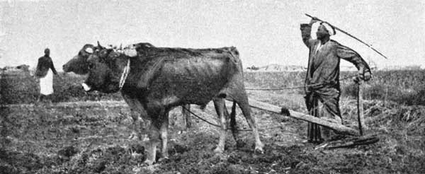 An Egyptian Ploughman