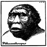 Possible Appearance of the Sub-man Pithecanthropus.  The face, jaws, and teeth are mere guess work (see text). The creature may have been much less human looking than this.