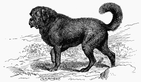 THIBET SHEEP DOG "SIRING" H. R. H. PRINCE of WALES OWNER.