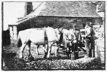 A GROUP OF WORKING HORSES  (From a photograph by John Foster of Coldstream)