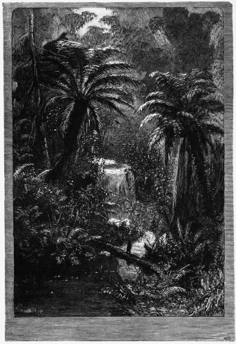 A NEW ZEALAND FERN-TREE GULLY [p. 129