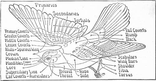 TOPOGRAPHY OF A BIRD