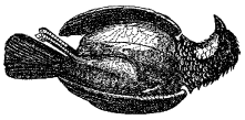Fig. 63.