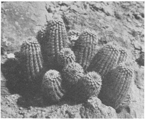 SHORT SPINED STRAWBERRY CACTUS (Echinocereus Bonkeræ)