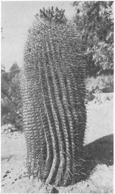 CANDY BARREL CACTUS; FISHHOOK CACTUS (Echinocactus Wislizeni)