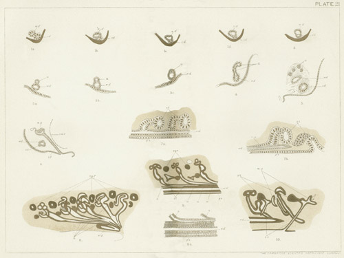 Illustration: Plate 21