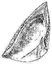 Balanus flosculus, scutum.