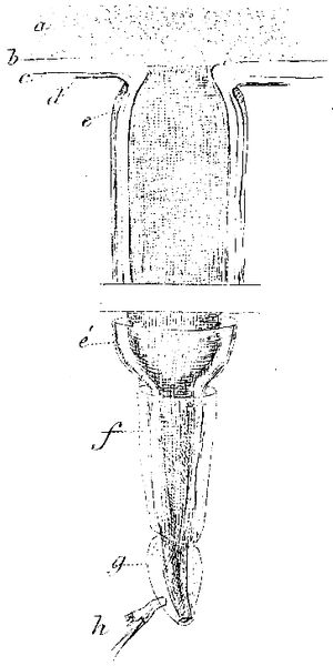 Proteolepas bivincta.