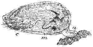 Species of Lepas, larva (second stage).