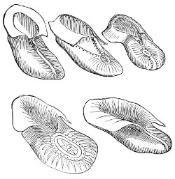 mocassins