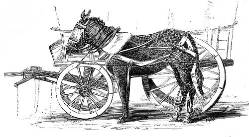 mule harness