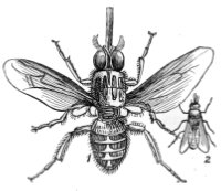 tsetse fly