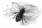 bee