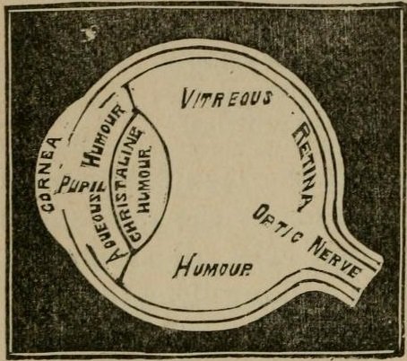 Section of the Human Eye