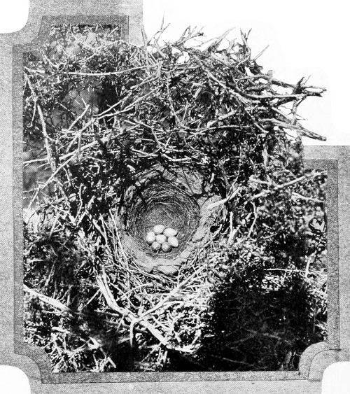 Taken in Yakima County. Photo by the Author. MAGPIE’S NEST FROM ABOVE. WITH CANOPY REMOVED. SAME NEST AS IN ILLUSTRATION ON PAGE 24.