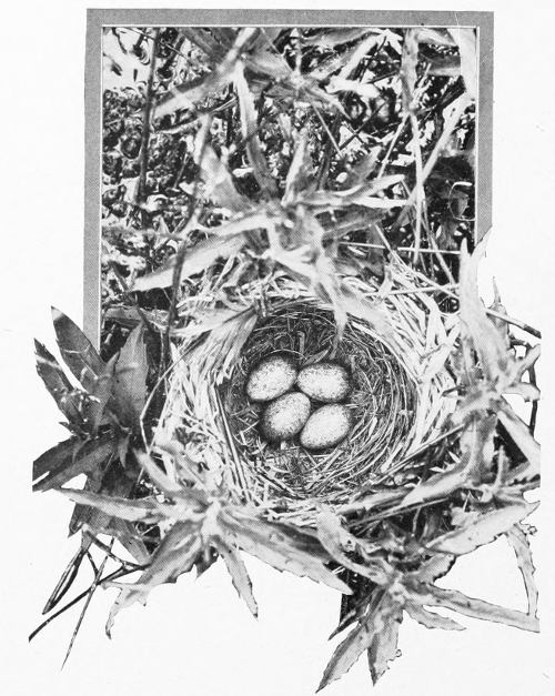 Taken in Douglas County. Photo by the Author. A STOUTLY-WOVEN BASKET.