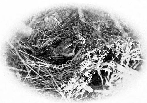 Taken in Douglas County. Photo by W. Leon Dawson. SAGE SPARROW ON NEST. THIS BIRD WAS NOT THE VICTIM OF THE MISFORTUNE MENTIONED IN THE TEXT.