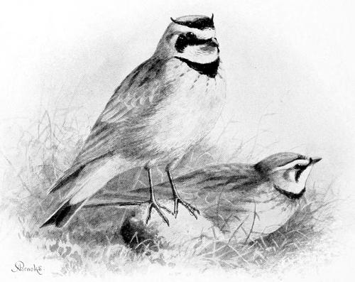 COLUMBIAN HORNED LARKS.