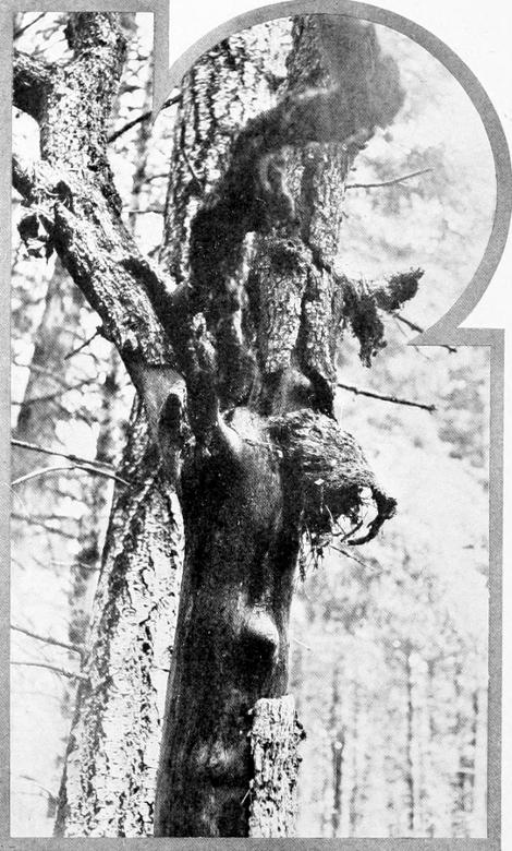 Taken near Tacoma. Photo by W. Leon Dawson. NEST OF TAWNY CREEPER IN DEAD OAK TREE. DETAIL OF PRECEDING ILLUSTRATION. THE NEST APPEARS UNDER THE BARK SCALE ON THE RIGHT, AND THE WONDER IS HOW IT MAINTAINS ITS POSITION.