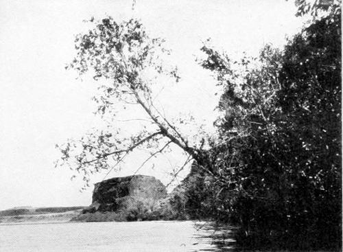 Taken in Douglas County. Photo by W. L. Dawson. COLD SPRING LAKE. THE ORIOLE-KINGBIRD NEST APPEARS NEAR THE TOP OF THE PROJECTING TREE.