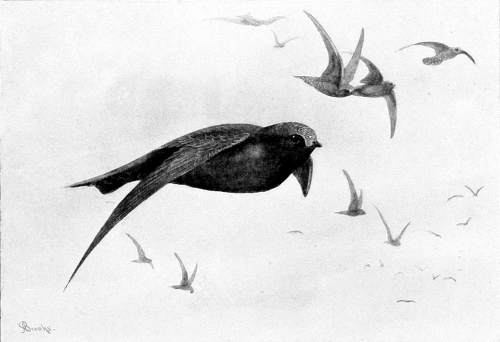 BLACK SWIFTS.