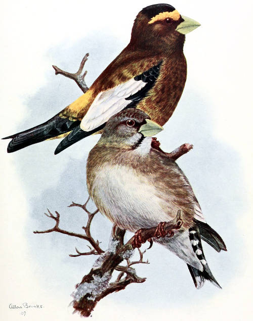 WESTERN EVENING GROSBEAKS MALE AND FEMALE, ¾ LIFE SIZE From a Water-color Painting by Allan Brooks