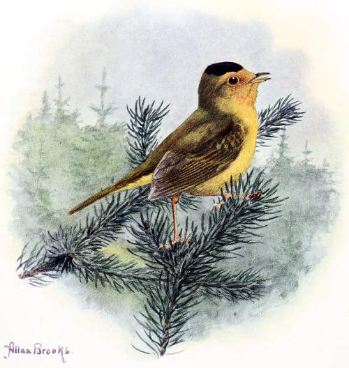 GOLDEN WARBLER MALE, ⅘ LIFE SIZE From a Water-color Painting by Allan Brooks